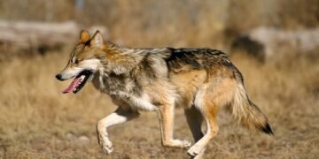 Coexistencia = esperanza: la extinción de una especie no debería ser una solución