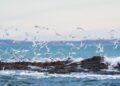 Patagonia Azul: el nuevo parque marino que busca unir conservación y turismo en la costa de Chubut
