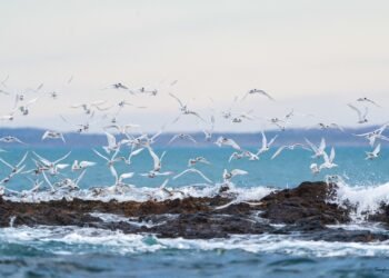 Patagonia Azul: el nuevo parque marino que busca unir conservación y turismo en la costa de Chubut