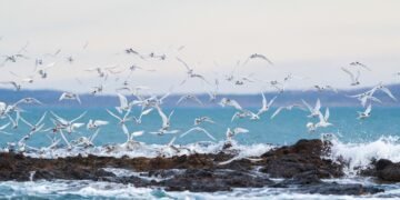 Patagonia Azul: el nuevo parque marino que busca unir conservación y turismo en la costa de Chubut