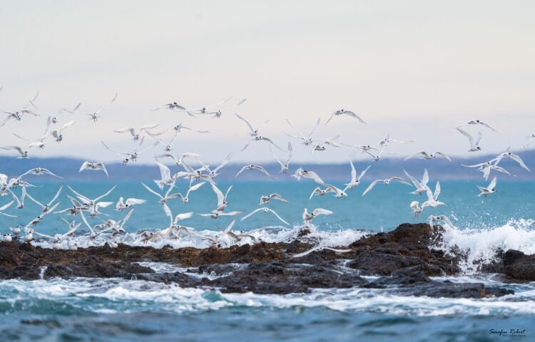 Patagonia Azul: el nuevo parque marino que busca unir conservación y turismo en la costa de Chubut