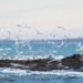 Patagonia Azul: el nuevo parque marino que busca unir conservación y turismo en la costa de Chubut