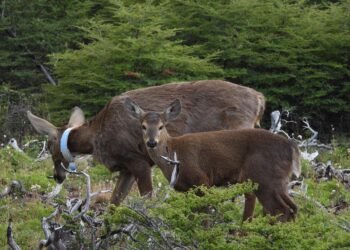 Huemul: en Chubut nacieron nueve crías en una estación de recría y se prepara la primera reintroducción de la especie en el país