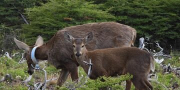 Huemul: en Chubut nacieron nueve crías en una estación de recría y se prepara la primera reintroducción de la especie en el país