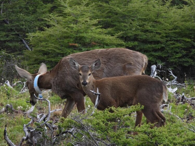 Huemul: en Chubut nacieron nueve crías en una estación de recría y se prepara la primera reintroducción de la especie en el país