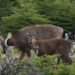 Huemul: en Chubut nacieron nueve crías en una estación de recría y se prepara la primera reintroducción de la especie en el país