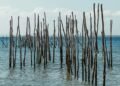 Estructuras de bambú entrelazadas en zona costera, parte de sistema de defensa natural contra inundaciones en Filipinas.