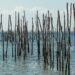Estructuras de bambú entrelazadas en zona costera, parte de sistema de defensa natural contra inundaciones en Filipinas.