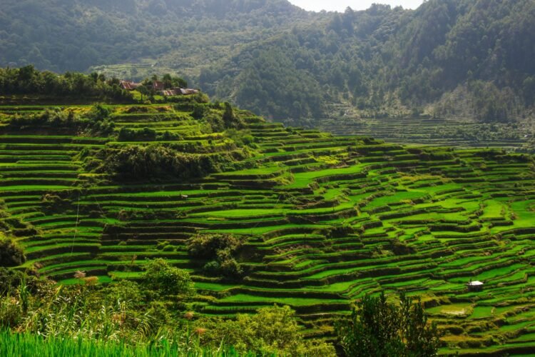 Terrazas de arroz en las montañas de Luzón, Filipinas, región afectada por proyectos de infraestructura tecnológica.