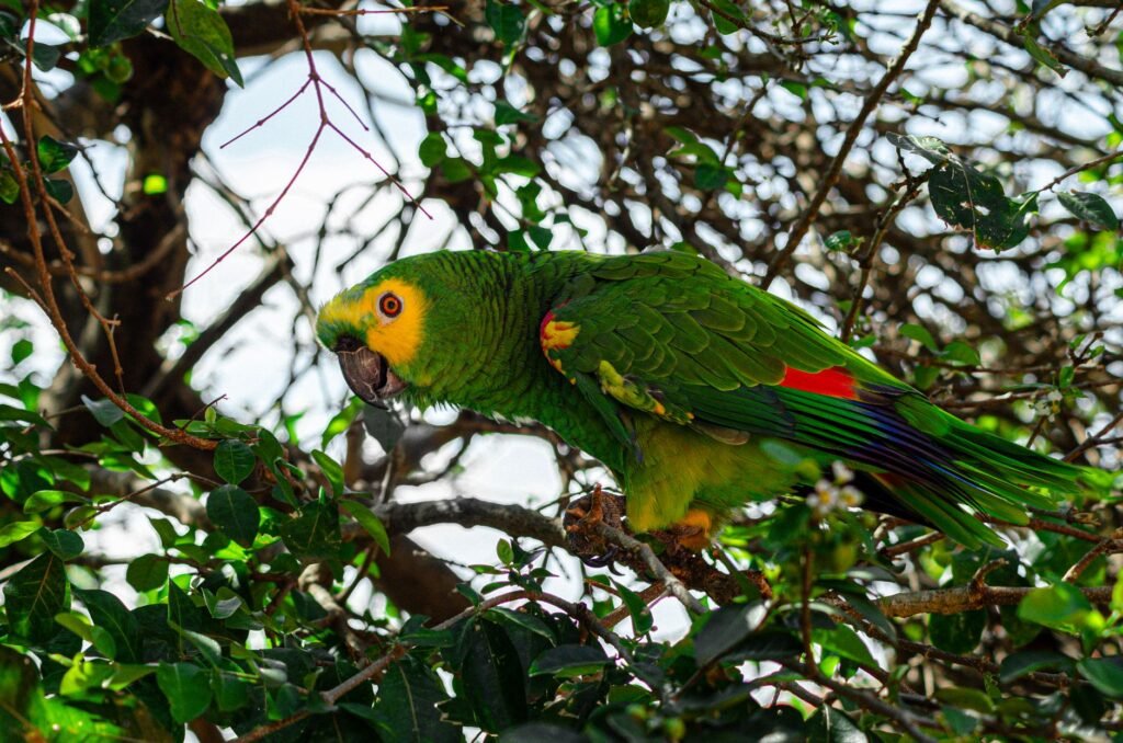 Canopia del bosque amazónico, hábitat de especies traficadas como mascotas exóticas hacia Asia.