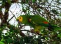 Canopia del bosque amazónico, hábitat de especies traficadas como mascotas exóticas hacia Asia.