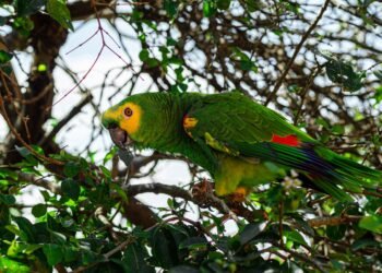 Canopia del bosque amazónico, hábitat de especies traficadas como mascotas exóticas hacia Asia.