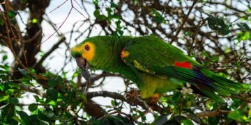 Canopia del bosque amazónico, hábitat de especies traficadas como mascotas exóticas hacia Asia.