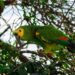 Canopia del bosque amazónico, hábitat de especies traficadas como mascotas exóticas hacia Asia.