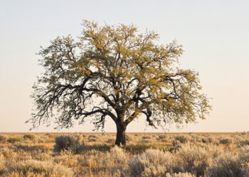 Álamo centenario en paisaje árido de Arizona, cerca de la frontera con México.
