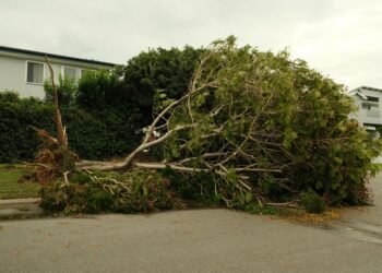 Árbol caído sobre una vivienda tras un temporal en zona urbana de Rosario, Santa Fe.