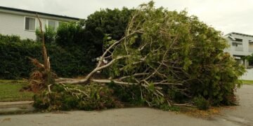 Árbol caído sobre una vivienda tras un temporal en zona urbana de Rosario, Santa Fe.