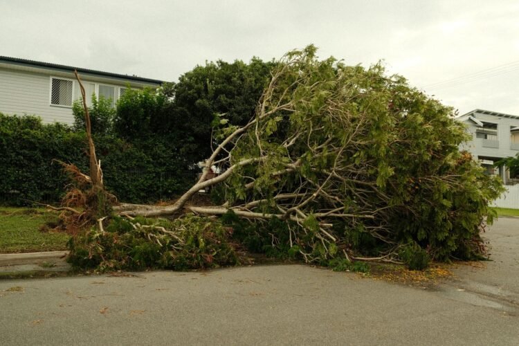 Árbol caído sobre una vivienda tras un temporal en zona urbana de Rosario, Santa Fe.