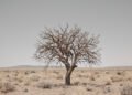 Álamo centenario en paisaje desértico de la frontera entre Arizona y México