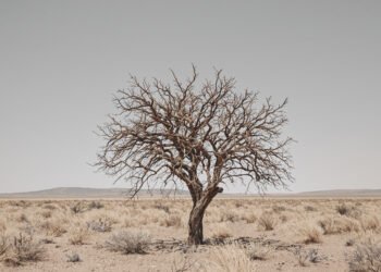 Álamo centenario en paisaje desértico de la frontera entre Arizona y México