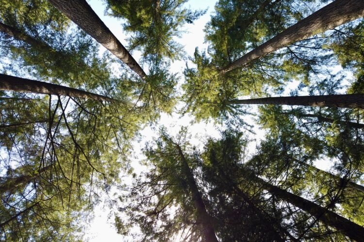 Bosque tropical que representa los ecosistemas en riesgo por el incumplimiento de metas de biodiversidad.