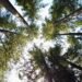 Bosque tropical que representa los ecosistemas en riesgo por el incumplimiento de metas de biodiversidad.