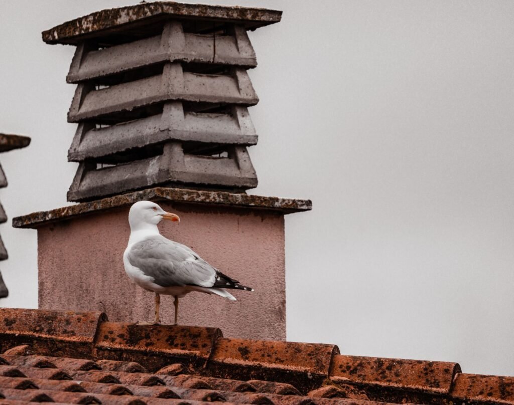 Aves posadas en un tejado urbano, simbolizando la adaptación de la avifauna a las ciudades.