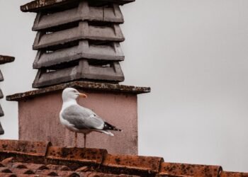 Aves posadas en un tejado urbano, simbolizando la adaptación de la avifauna a las ciudades.