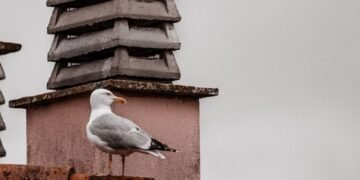 Aves posadas en un tejado urbano, simbolizando la adaptación de la avifauna a las ciudades.