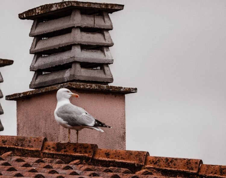 Aves posadas en un tejado urbano, simbolizando la adaptación de la avifauna a las ciudades.