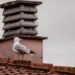 Aves posadas en un tejado urbano, simbolizando la adaptación de la avifauna a las ciudades.