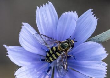 Avispa sobre flor en primer plano, representando la diversidad de himenópteros de Galápagos recientemente documentada.