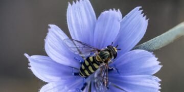 Avispa sobre flor en primer plano, representando la diversidad de himenópteros de Galápagos recientemente documentada.
