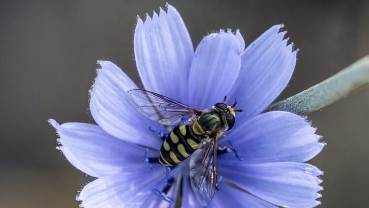 Avispa sobre flor en primer plano, representando la diversidad de himenópteros de Galápagos recientemente documentada.