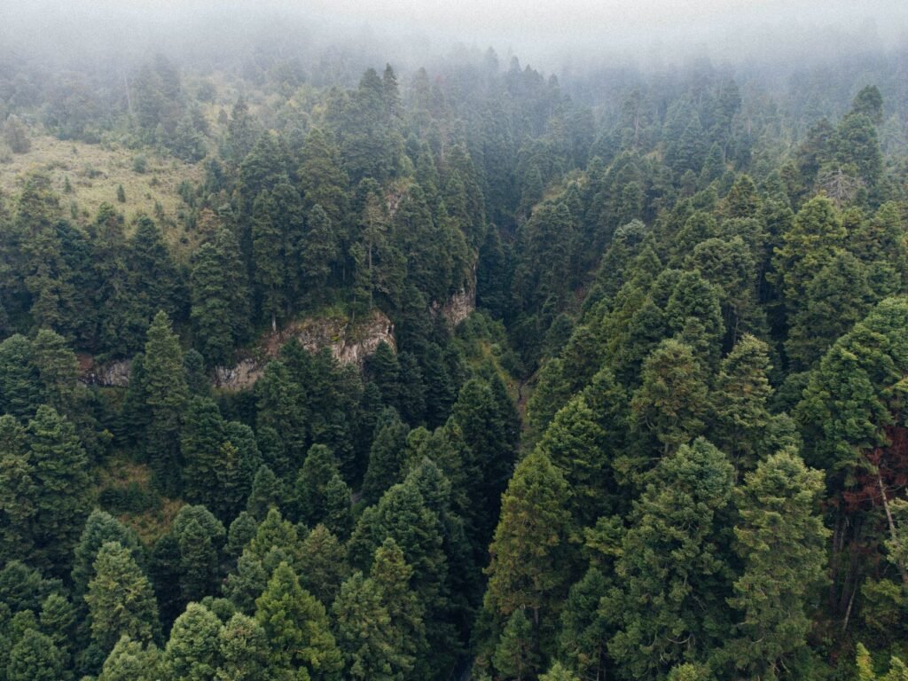 Bosque tropical protegido por proyectos de conservación en América Latina.