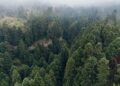 Bosque tropical protegido por proyectos de conservación en América Latina.