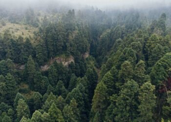 Bosque tropical protegido por proyectos de conservación en América Latina.