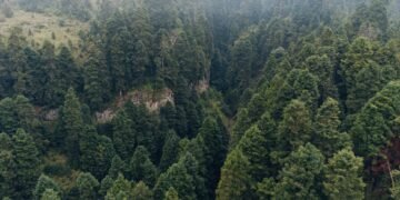 Bosque tropical protegido por proyectos de conservación en América Latina.