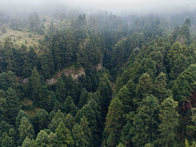 Bosque tropical protegido por proyectos de conservación en América Latina.