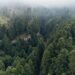 Bosque tropical protegido por proyectos de conservación en América Latina.