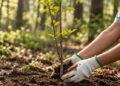 Una imprenta española vinculará sus ventas a la reforestación: apadrinará más de 7.000 árboles con “Bosque Truyol”