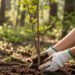 Una imprenta española vinculará sus ventas a la reforestación: apadrinará más de 7.000 árboles con “Bosque Truyol”