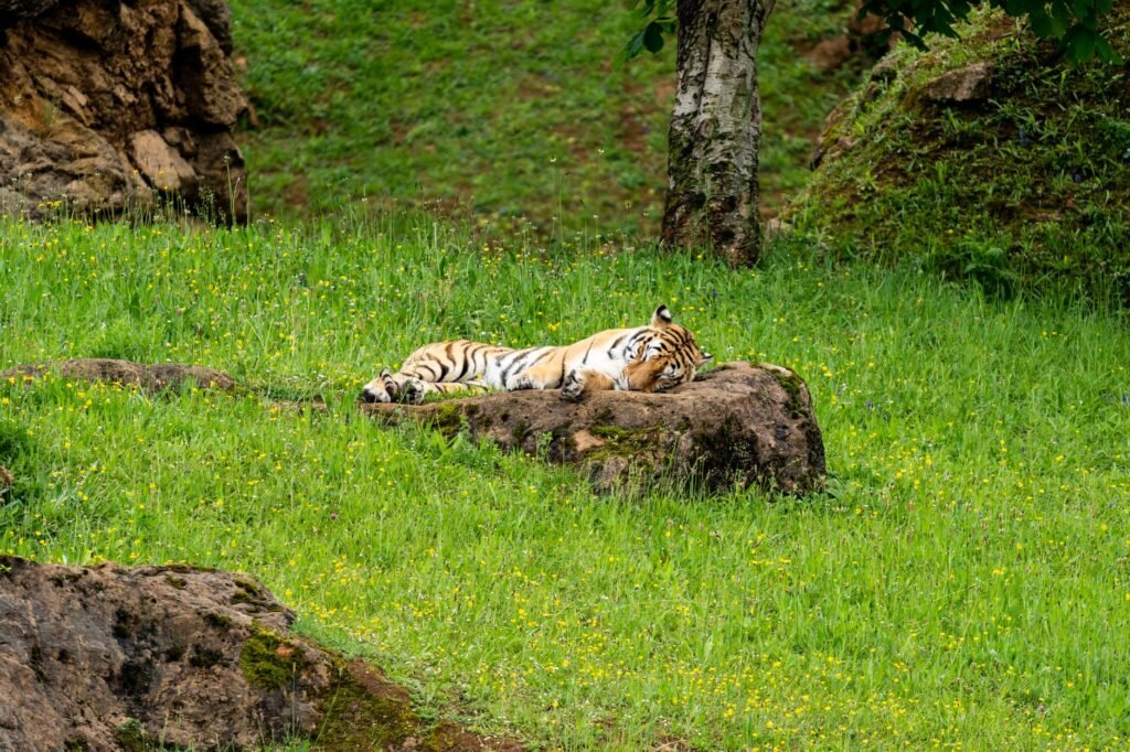 Tigre en su hábitat natural, una de las especies que mostró recuperación según el Informe Planeta Vivo 2026 de WWF.