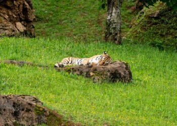 Tigre en su hábitat natural, una de las especies que mostró recuperación según el Informe Planeta Vivo 2026 de WWF.