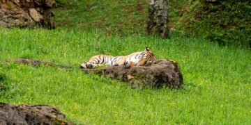 Tigre en su hábitat natural, una de las especies que mostró recuperación según el Informe Planeta Vivo 2026 de WWF.