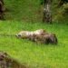 Tigre en su hábitat natural, una de las especies que mostró recuperación según el Informe Planeta Vivo 2026 de WWF.