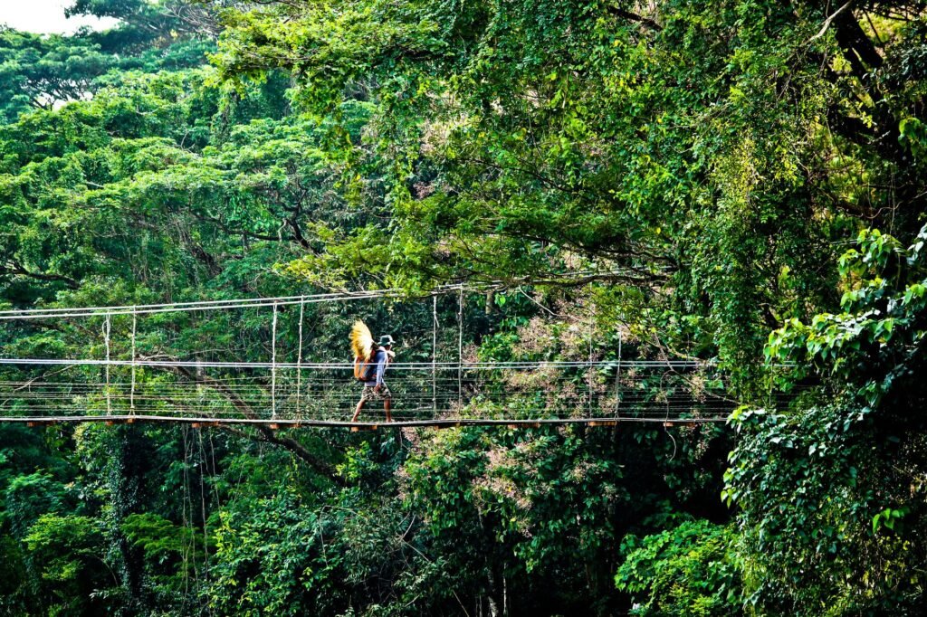 Vista aérea del dosel del Amazonas brasileño, donde la deforestación cayó un récord del 41,8% en 2026.