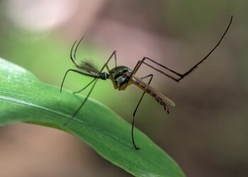 Mosquito vector de enfermedades infecciosas en ambiente tropical