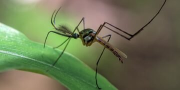 Mosquito vector de enfermedades infecciosas en ambiente tropical
