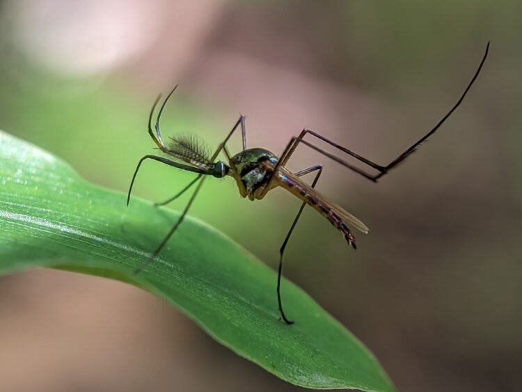 Mosquito vector de enfermedades infecciosas en ambiente tropical